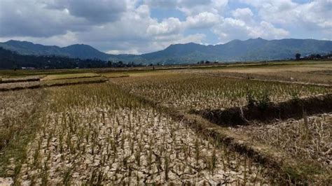 Foto Enam Daerah Di Ntt Mengalami Hari Tanpa Hujan Kategori Ekstrem