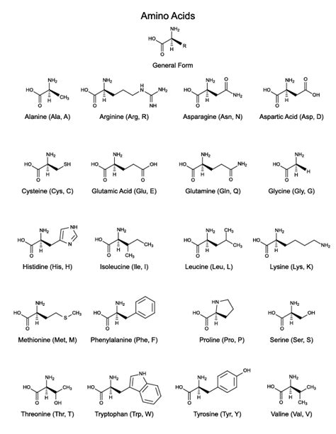 Amino Acids Study Sheet - Science Notes and Projects