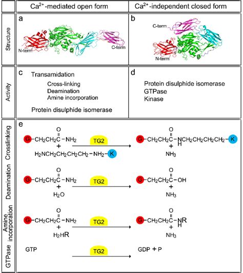 Structure And Two Differential State Of Tg2 Activity A B Two