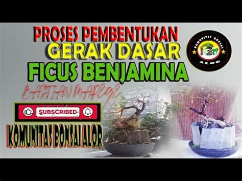 Proses Gerak Dasar Bonsai Ficus Benjamina Beringin Lokal Bastian