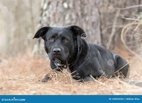 Black Lab Mix Dog Laying Down Outside In Pine Needles Stock Image