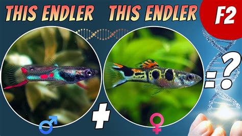 Endler Cross Breeding Project Emerald Green Endler X Staeck Endler F