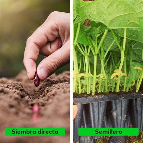 Cultivo De Frijol Guía Completa Para Agricultores Blog Cambiagro