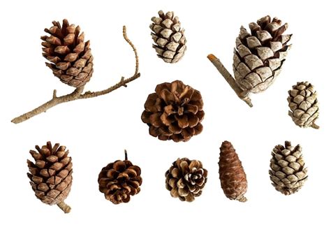 Premium Photo | A collection of small pine cones for christmas tree ...