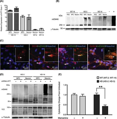 6 Neural Progenitor Cells Derived From Nonhuman Primate Huntingtons