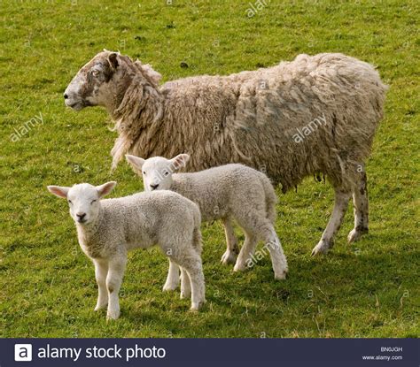 Protecting Sheep Hi Res Stock Photography And Images Alamy