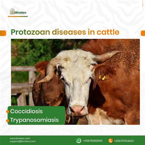 Coccidiosis And Trypanosomiasis In Cattle Causes Transmission Signs