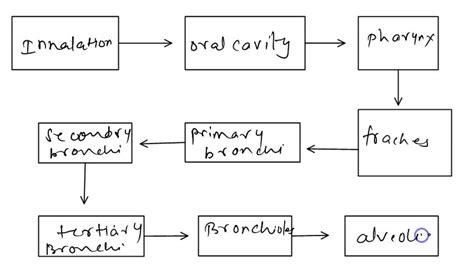 Solved Need Help Po Plss Lang Po Activty Pathway Of Sperm In Male