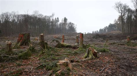 Dannenr Der Wald Rodung F R A Spaltet Generationen Und Geschlechter