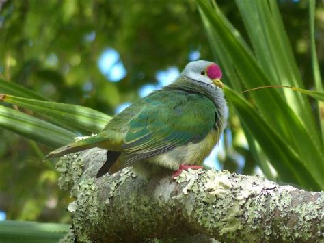 Henderson Fruit-dove (Ptilinopus insularis) | Henderson Island ...