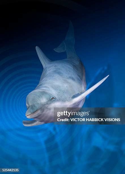 Dolphin Echolocation Photos and Premium High Res Pictures - Getty Images