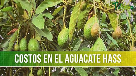 Costos De Sembrar El Agucate Hass Tvagro Por Juan Gonzalo Angel Youtube