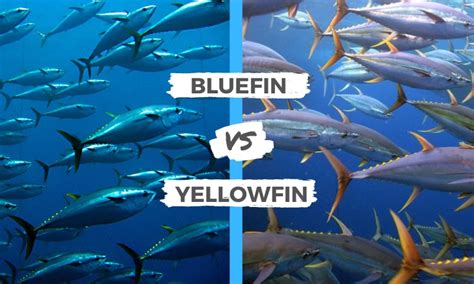 Bluefin Vs Yellowfin Tuna Surf S Up Magazine