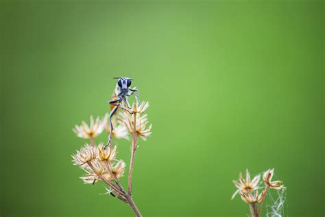 Free Images Flower Pollinator Petal Natural Environment Gesture