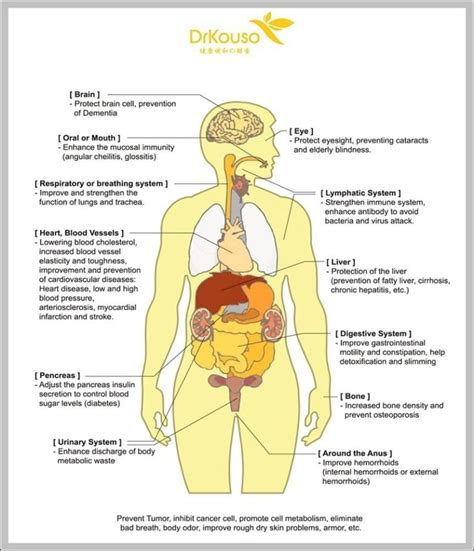 Organs In Human Body Image - Graph Diagram