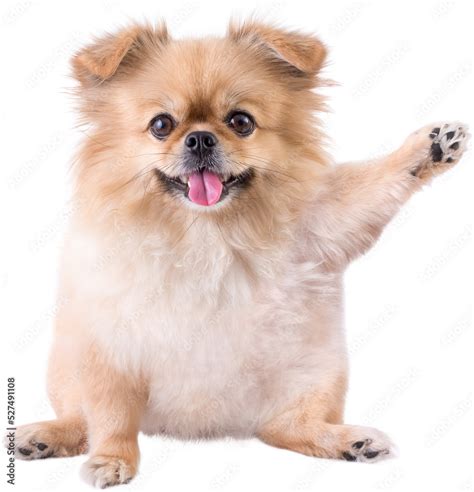 Cute puppies Pomeranian Mixed breed Pekingese dog sitting Stock Photo ...