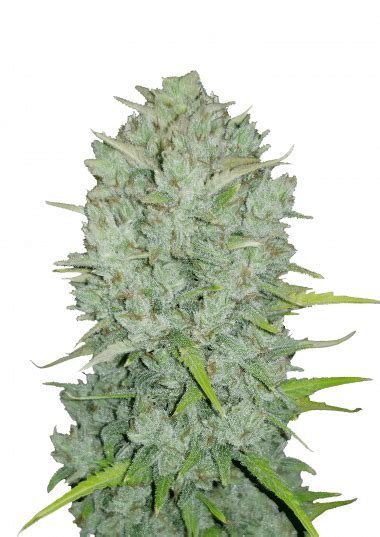 Northern Lights Auto Cannabis Seeds Buy Northern Lights Weed Strain