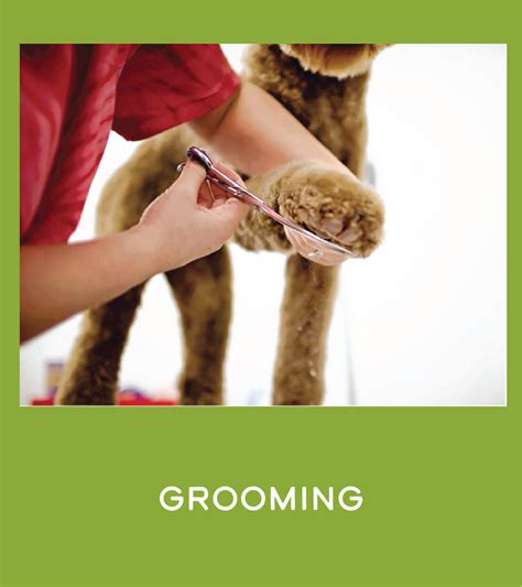 Dirty Dog Grooming & Self-Serve Dog Wash & Playcare & Boarding