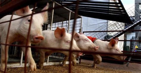 Hobby farm pigs 'a foot and mouth risk' - SHTF TV The Real News From ...