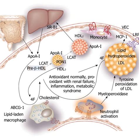 The Physiological Roles Of Nitric Oxide On Endothelial Function