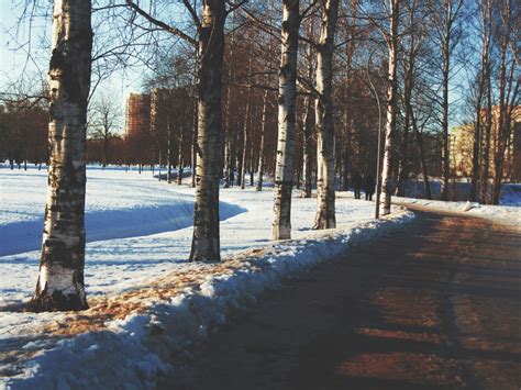 Bildet Bilder snø himmel naturlandskap tre stamme sollys kvist