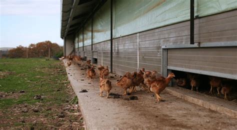 Poulet Bio Tout Savoir De L Levage Labattage Bio La Une