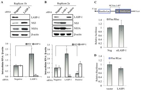 LASP 1 Is Involved In The Replication Stage Of The HCV Life Cycle A