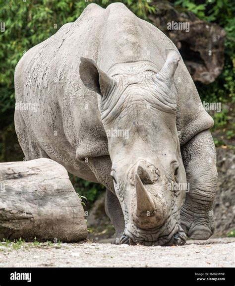 zoo animals in germany Stock Photo - Alamy