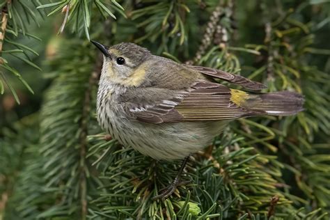 Cape May Warbler Female 1st Spring Jeremy Meyer Photography