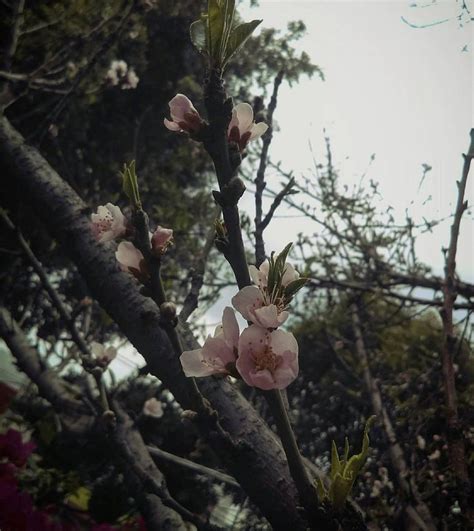 Some Pink Flowers Are Growing On A Tree