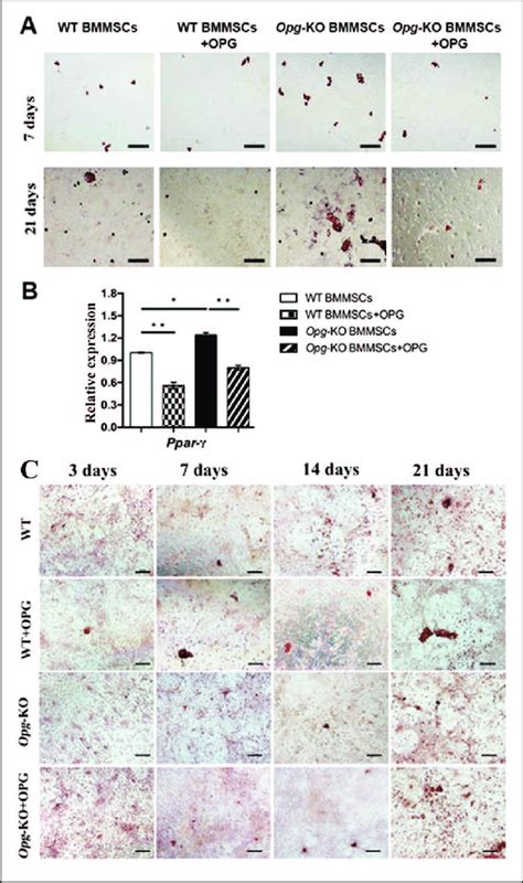 In The Adipogenic And Osteogenic Differentiation Of Bmmscsopg Download Scientific Diagram