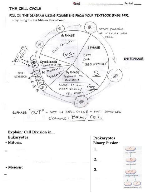 20 Cells Alive Cell Cycle Worksheet Answer Key Worksheets Decoomo