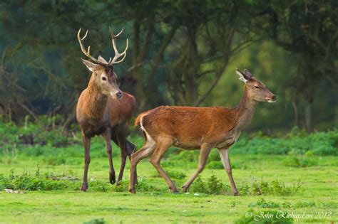 Old Man Of Minsmere Aka John Richardson Case Of Hind Red Deer Shows