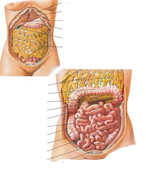 Netters Greater Omentum And Abdominal Viscera Diagram Quizlet