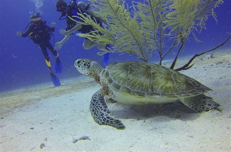 Scuba Diving in the Maldives | The Maldives Travel