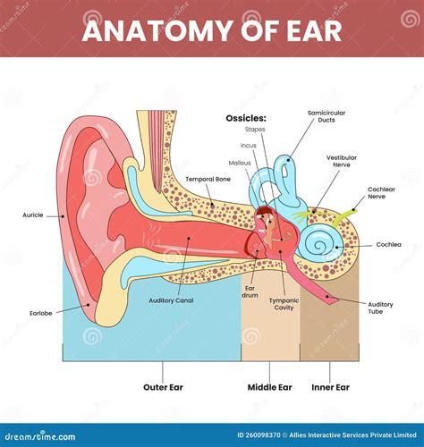 Anatomie Des Ohrs Infografisch Farbig Stock Abbildung Illustration