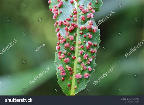 254 Willow Leaf Damage Images, Stock Photos & Vectors | Shutterstock