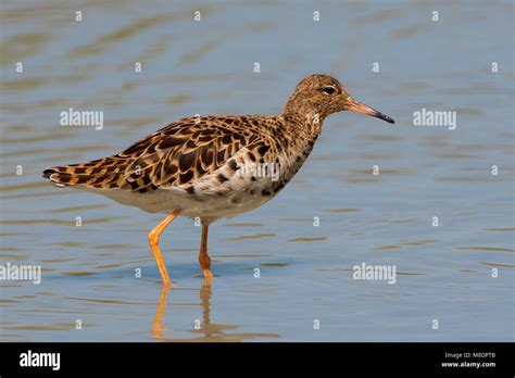 Mannetje Kemphaan Male Ruff Stock Photo Alamy