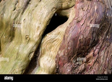 detail of ancient yew tree bark Stock Photo - Alamy