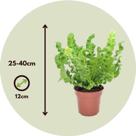 Foug Re Nid D Oiseau Set De Asplenium Crispy Wave H Cm