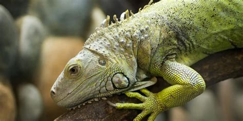 8 Interesting Green Iguana Facts