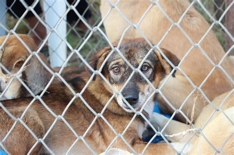 O Que Provocou O Abandono De Animais Ap S O Surgimento Da Covid