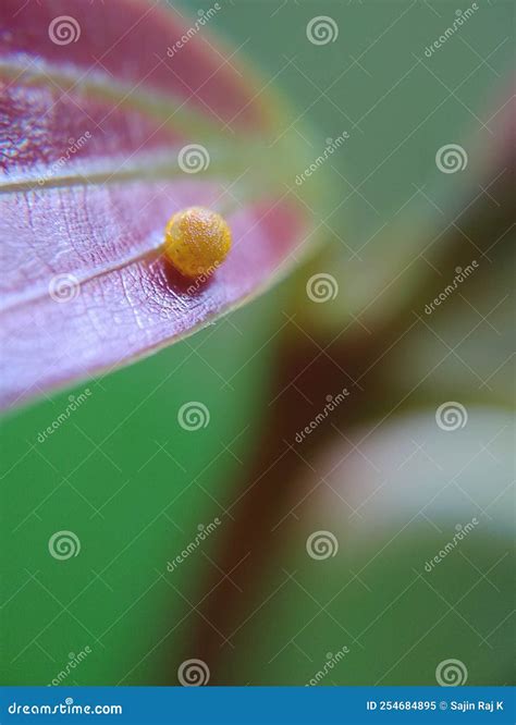 Egg of Common Mime Butterfly Stock Image - Image of leaf, papilio ...