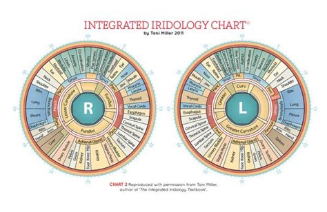 Q Es La Iridología Heres A Quick Way To Know All Info MAIKONG