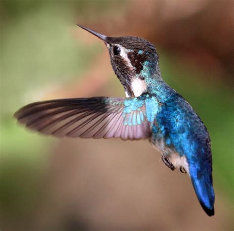 Meet The Bee Hummingbird This Captivating Jewel Is The Worlds