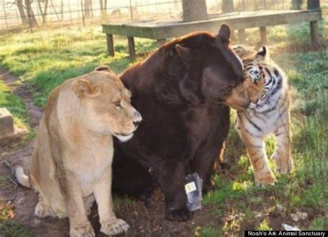 How An Abused Lion, Tiger And Bear Became An Unlikely Family (PHOTOS) | HuffPost Good News