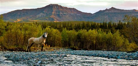 Wrangell Mountain Alaska Guided Hunts and Tours - Wrangell Outfitters