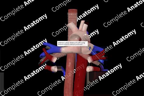 Inferior Lobar Artery Of Left Lung Complete Anatomy