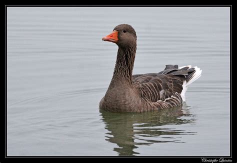 Oie cendrée Anser anser Greylag goose Nikon D7100 Si Flickr