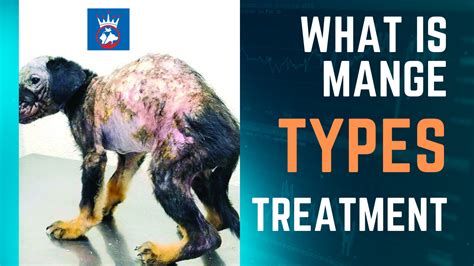 What is Mange? Types, Causes and Treatment of Mange. – Royal Pets Hospital